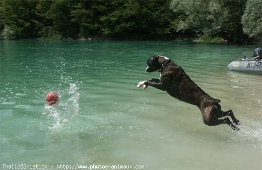 Photo de Boxer