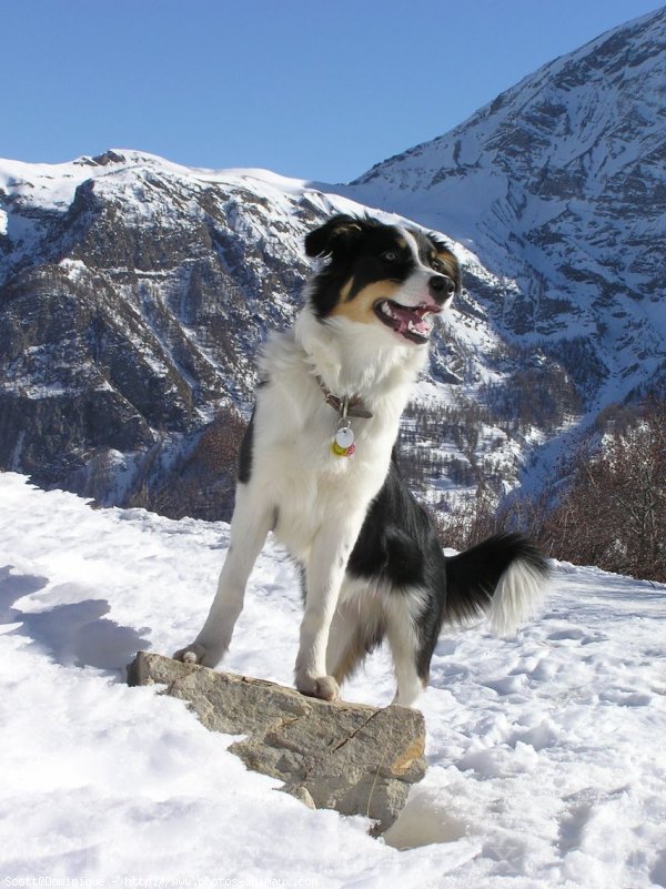 Photo de Border collie