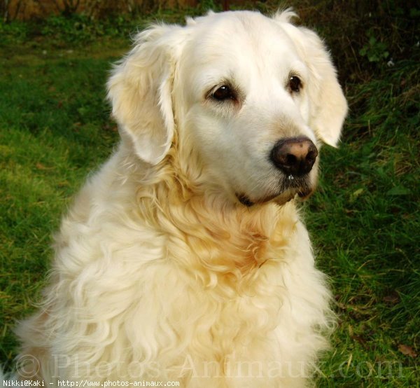 Photo de Golden retriever