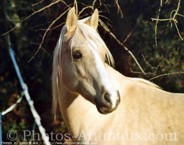 Photo de Palomino