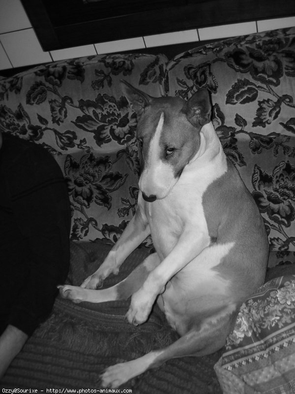 Photo de Bull terrier miniature