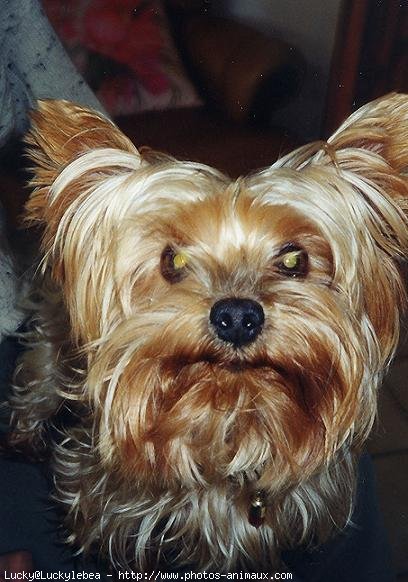 Photo de Yorkshire terrier