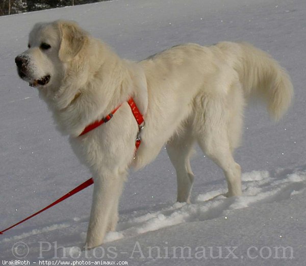 Photo de Chien de berger des tatras