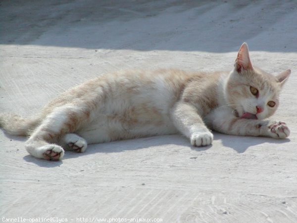 Photo de Chat domestique