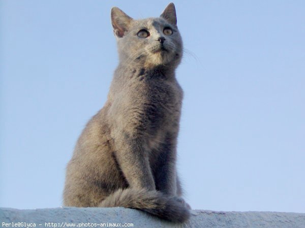 Photo de Chat domestique