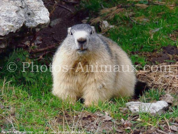 Photo de Marmotte