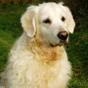 Photo de Golden retriever