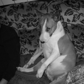 Photo de Bull terrier miniature