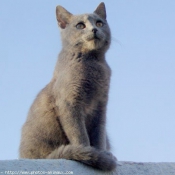 Photo de Chat domestique