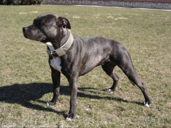 Photo d'American staffordshire terrier