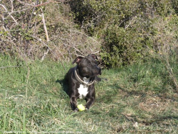 Photo d'American staffordshire terrier