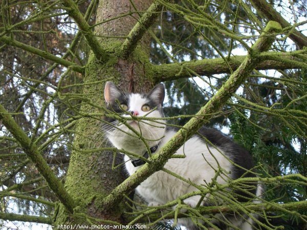 Photo de Chat domestique