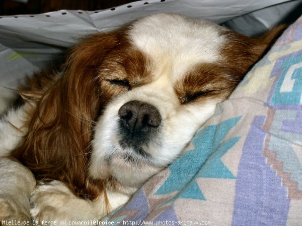 Photo de Cavalier king charles spaniel