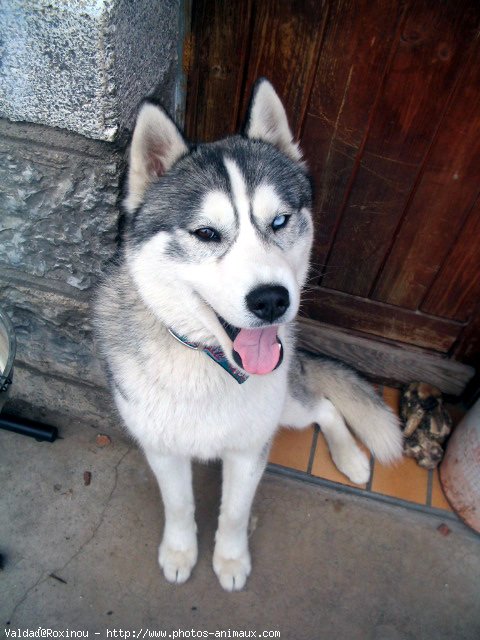 Photo de Husky siberien