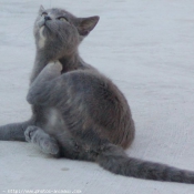 Photo de Chat domestique