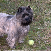 Photo de Cairn terrier