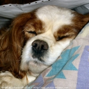 Photo de Cavalier king charles spaniel