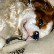 Photo de Cavalier king charles spaniel