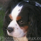 Photo de Cavalier king charles spaniel