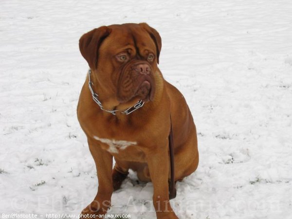 Photo de Dogue de bordeaux