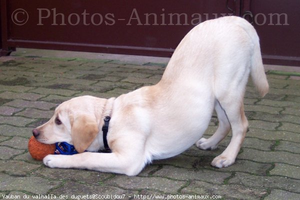 Photo de Labrador retriever