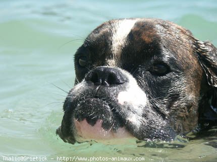 Photo de Boxer