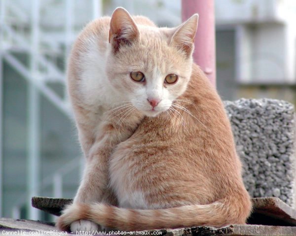 Photo de Chat domestique