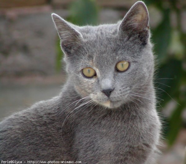 Photo de Chat domestique