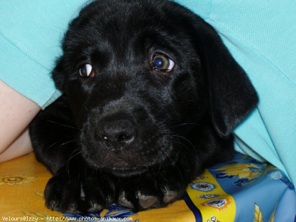 Photo de Labrador retriever