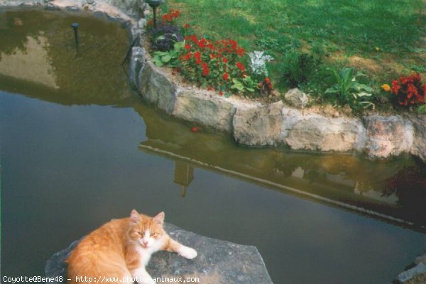 Photo de Chat domestique