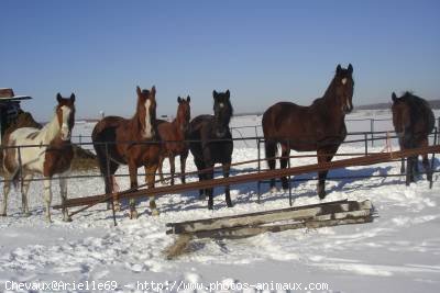 Photo de Quarter horse