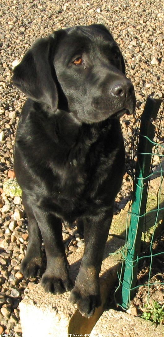 Photo de Labrador retriever