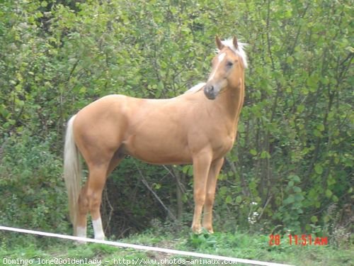 Photo de Quarter horse