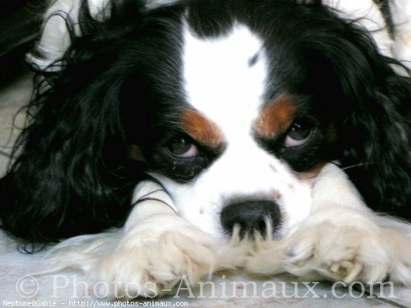 Photo de Cavalier king charles spaniel