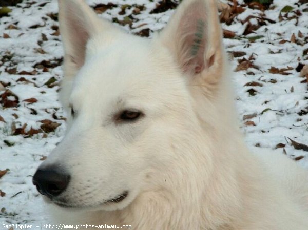 Photo de Berger blanc suisse