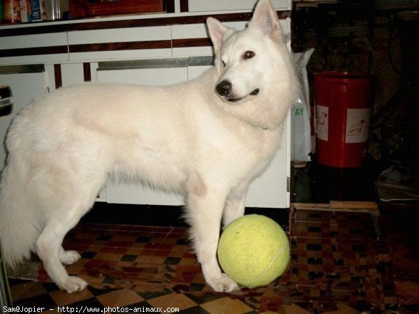 Photo de Berger blanc suisse