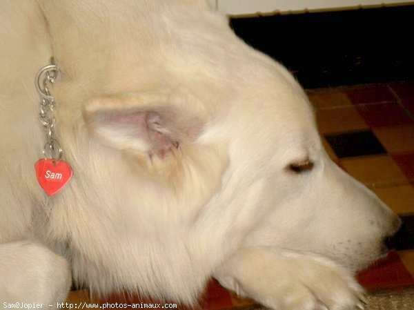 Photo de Berger blanc suisse