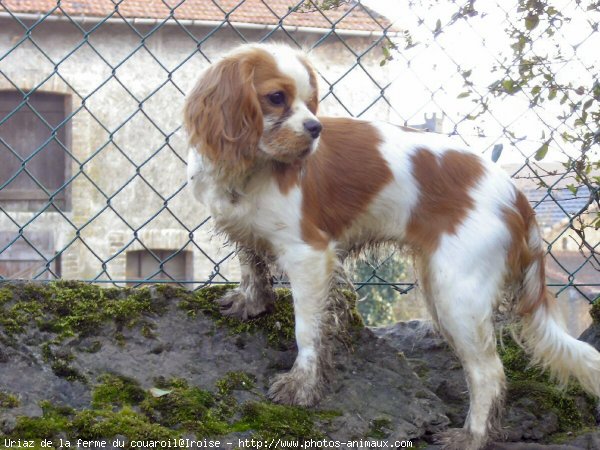 Photo de Cavalier king charles spaniel