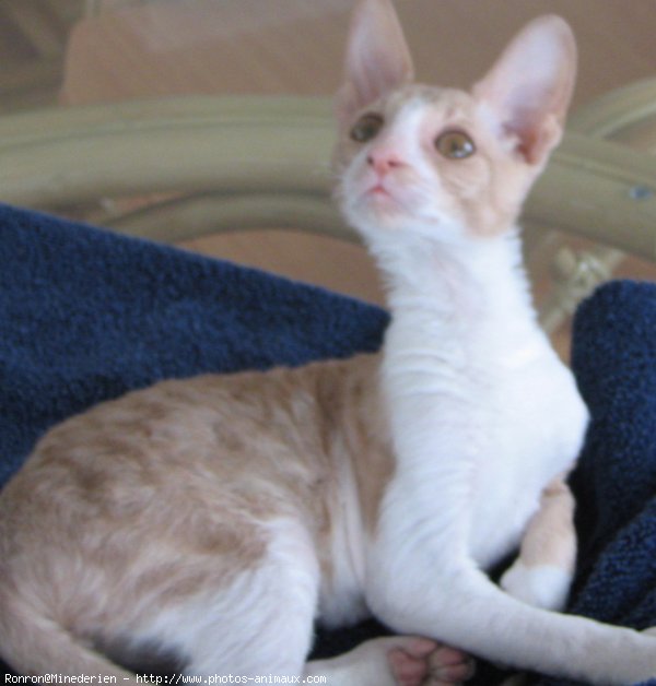 Photo de Cornish rex