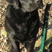 Photo de Labrador retriever