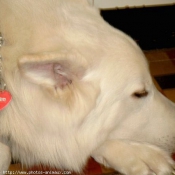 Photo de Berger blanc suisse