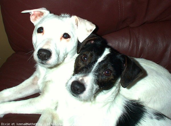 Photo de Jack russell terrier