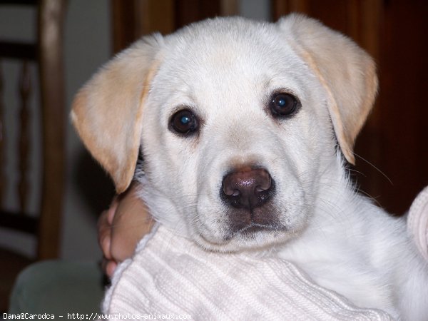 Photo de Labrador retriever