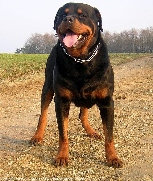 Photo de Rottweiler