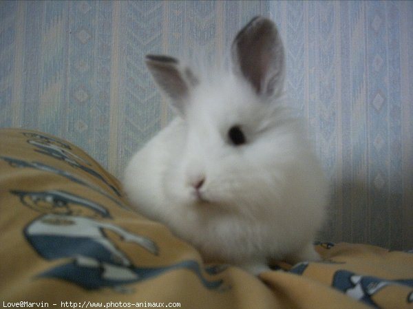 Photo de Lapin