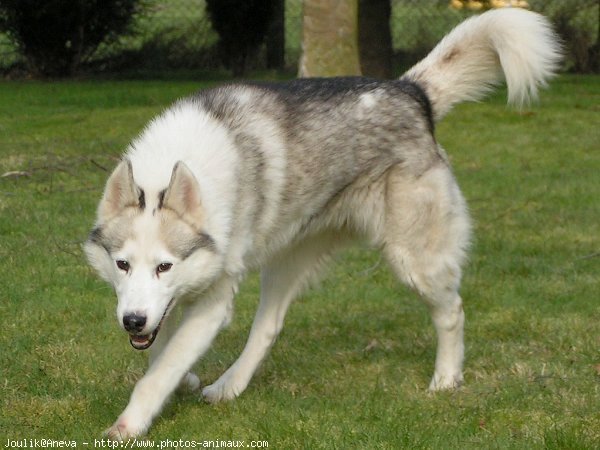 Photo de Husky siberien