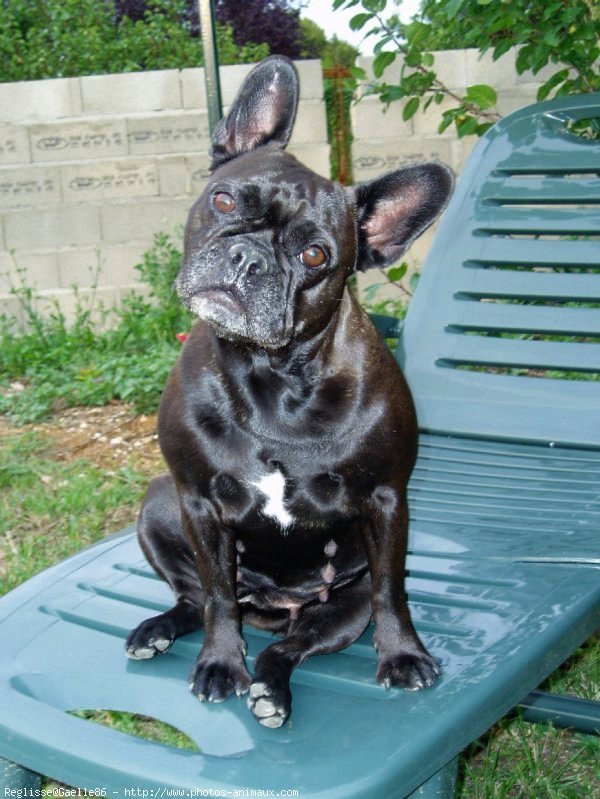 Photo de Bouledogue franais