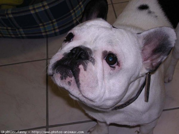 Photo de Bouledogue franais