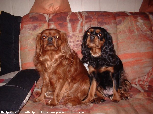 Photo de Cavalier king charles spaniel