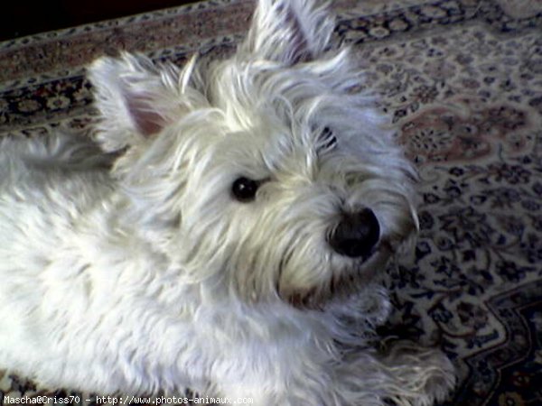 Photo de West highland white terrier